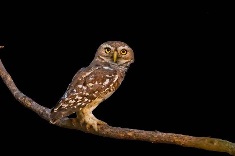 Forest Owlet (Heteroglaux blewitti) — Central India: Maharashtra, Madhya Pradesh