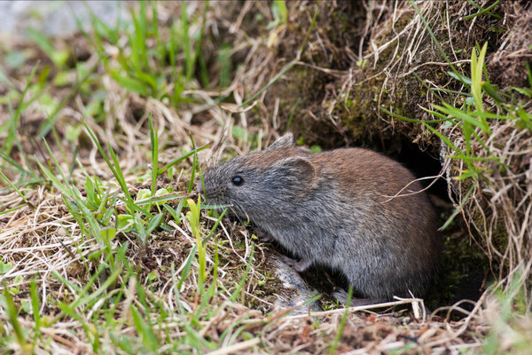 Grey-sided Vole (Clethrionomys rufocanus) in the wild