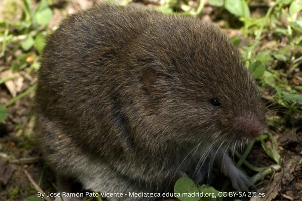 Iberian Pine Vole (Pitymys lusitanicus) in the wild