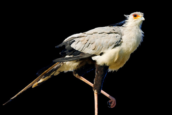 Secretarybird (Sagittarius serpentarius) in the wild