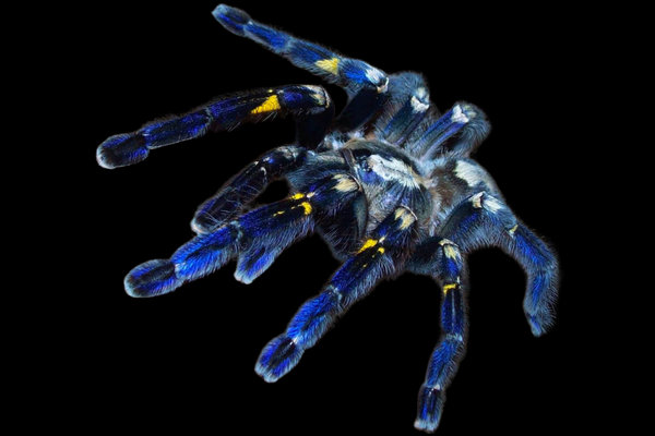 Gooty Sapphire Ornamental Spider (Poecilotheria metallica) in the wild