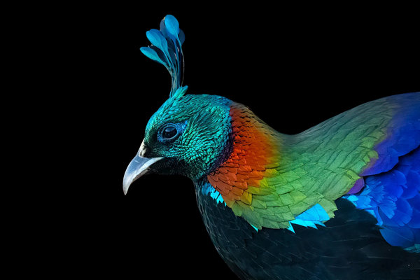 Himalayan Monal (Lophophorus impejanus) in the wild