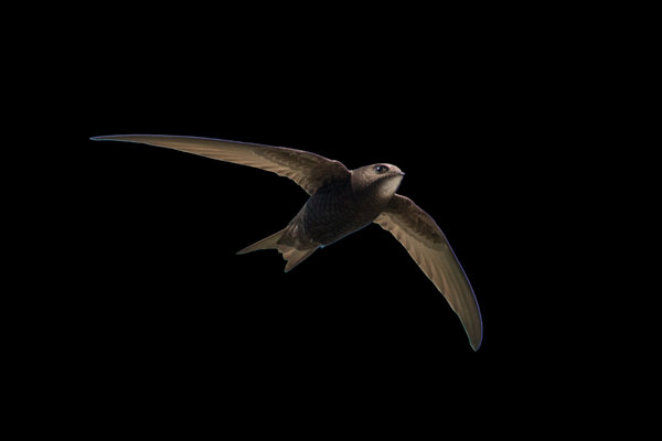 Common Swift (Apus apus) in the wild