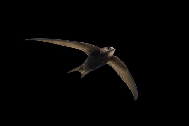 Common Swift (Apus apus) — Europe, Africa (migrant)