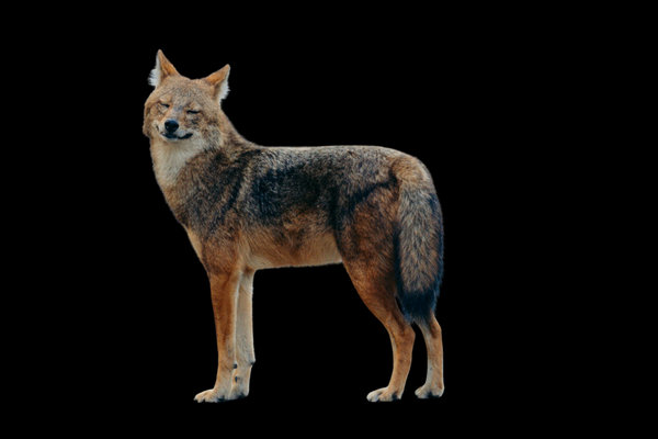 Golden Jackal (Canis aureus)                      in the wild
