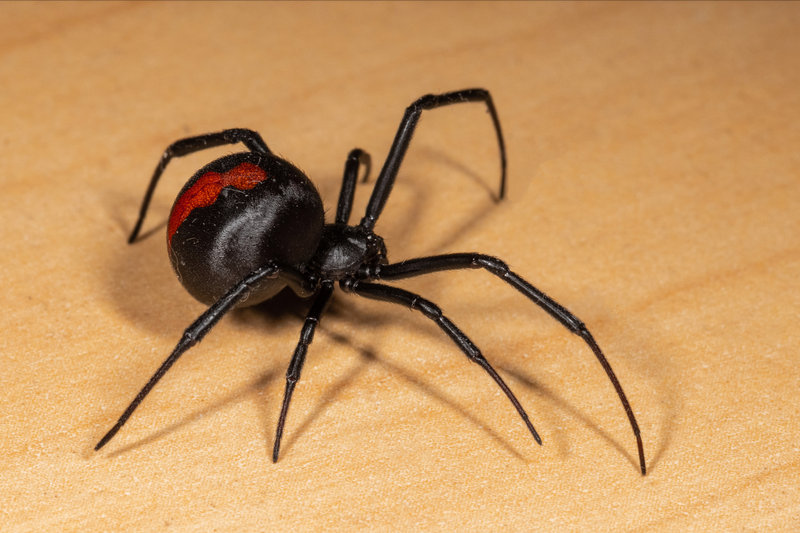 Redback Spider (Latrodectus hasselti)