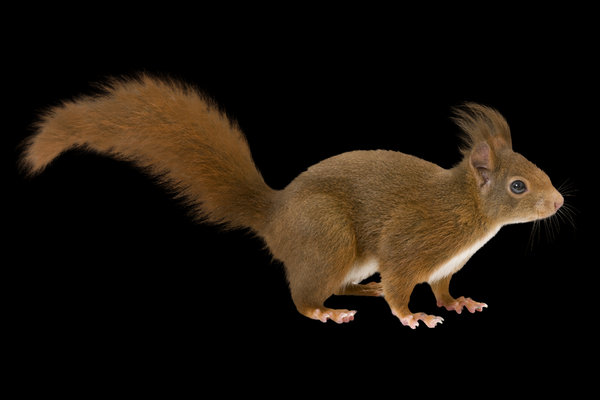Red Squirrel (Sciurus vulgaris) in the wild