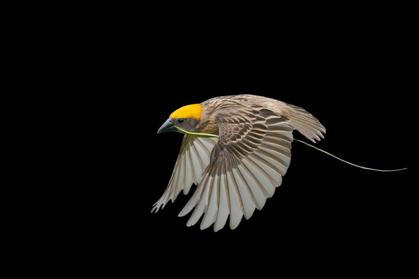 Baya Weaver (Ploceus philippinus) in the wild