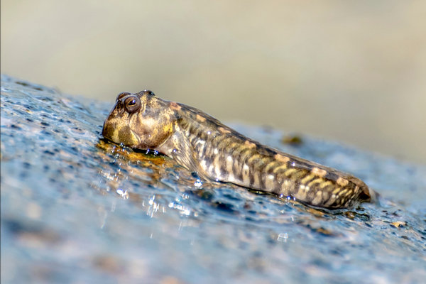 Mudskipper (Periophthalmus spp.) in the wild