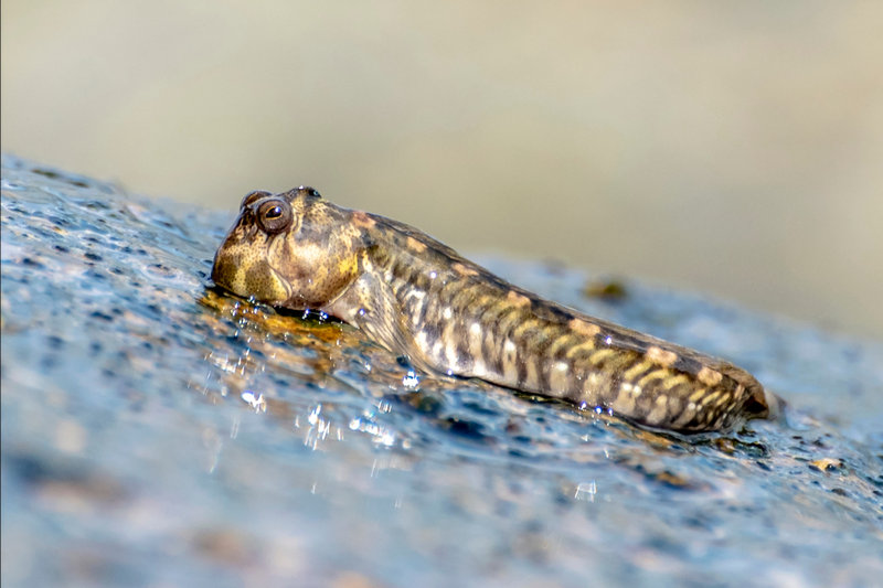 Mudskipper (Periophthalmus spp.) — Indonesian coasts