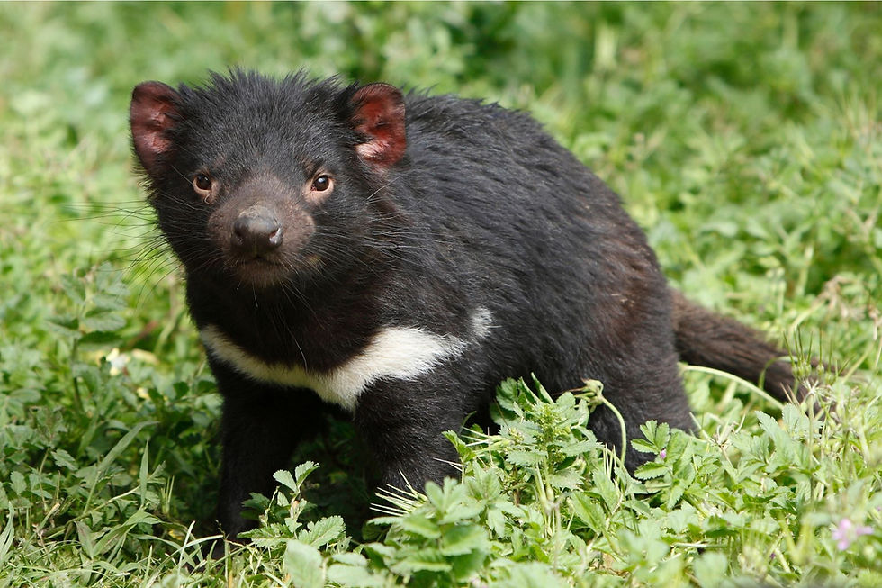 ree