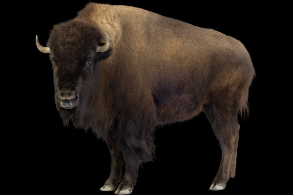 Plains Bison (Bison bison) in the wild