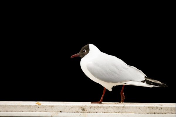 Black-headed Gull (Chroicocephalus ridibundus)    in the wild