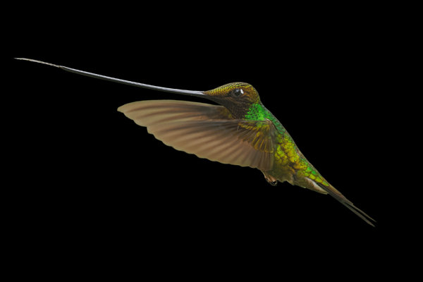 Sword-billed Hummingbird (Ensifera ensifera) in the wild