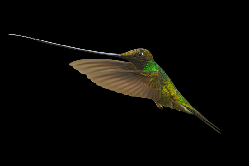 Sword-billed Hummingbird (Ensifera ensifera) — Andes from Venezuela to Bolivia