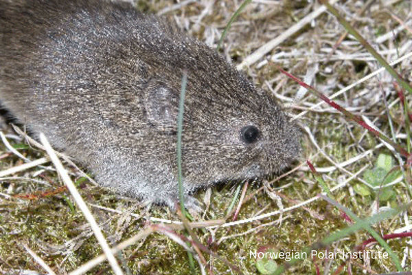 Sibling Vole (Microtus rossiaemeridionalis)       in the wild