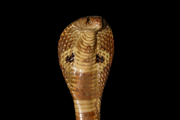 Indian Cobra (Naja naja) in the wild