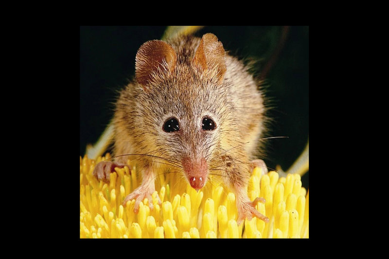Honey Possum (Tarsipes rostratus) — Southwestern Western Australia