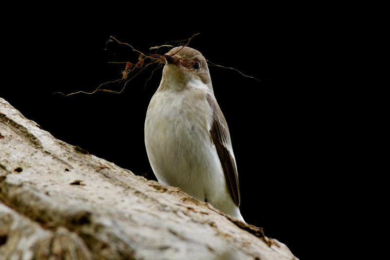 Pied Flycatcher (Ficedula hypoleuca) — Europe, Africa (migrant)
