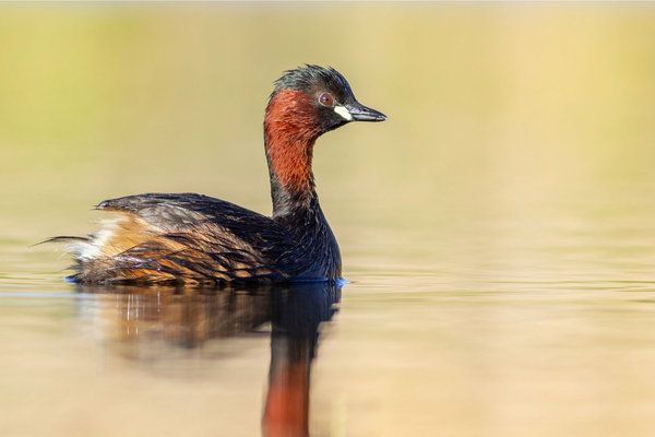 Little Grebe (Tachybaptus ruficollis) in the wild
