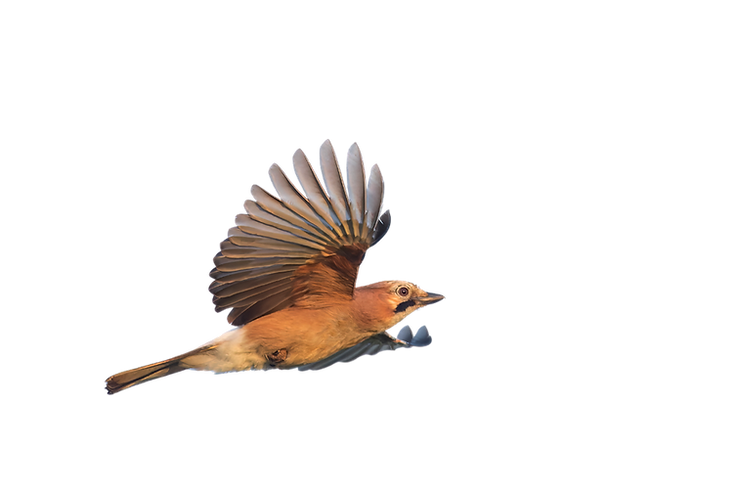 Eurasian Jay (Garrulus glandarius).png