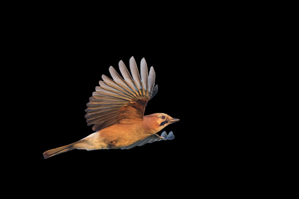 Eurasian Jay (Garrulus glandarius) in the wild