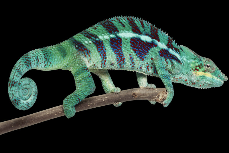 Panther Chameleon (Furcifer pardalis)