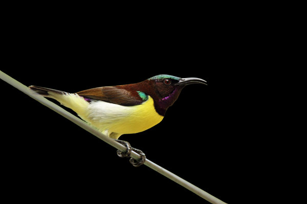 Purple-rumped Sunbird (Leptocoma zeylonica) in the wild