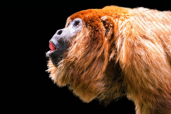 Colombian Red Howler (Alouatta seniculus) in the wild