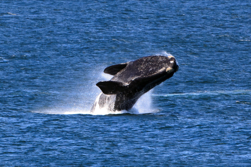 Southern Right Whale (Eubalaena australis)