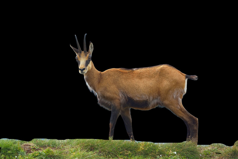 Chamois (Rupicapra rupicapra)