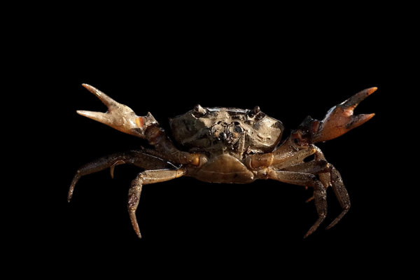 King Crab (Birgus latro) in the wild
