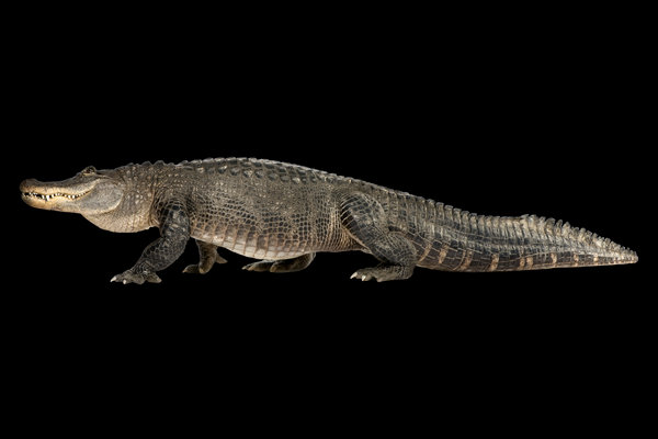 American Alligator (Alligator mississippiensis) in the wild