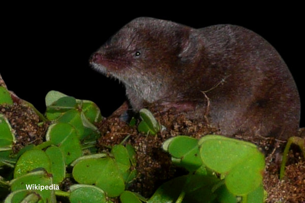 Spanish Shrew (Sorex granarius) in the wild