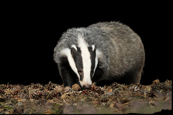 European Badger (Meles meles) in the wild