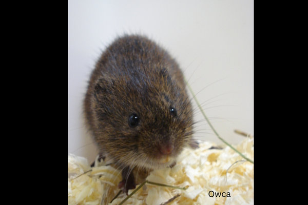 Root Vole (Microtus oeconomus) in the wild