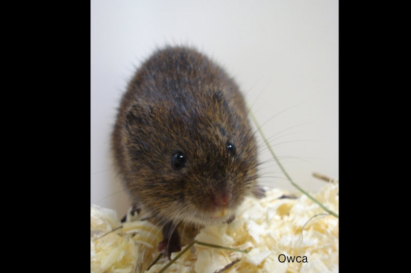 Root Vole (Microtus oeconomus) — Northern Europe, Siberia