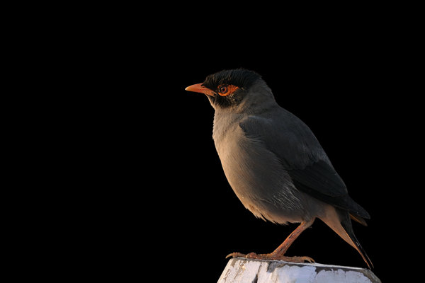 Bank Myna (Acridotheres ginginianus) in the wild