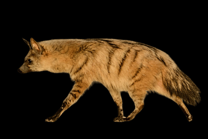 Aardwolf (Proteles cristata)