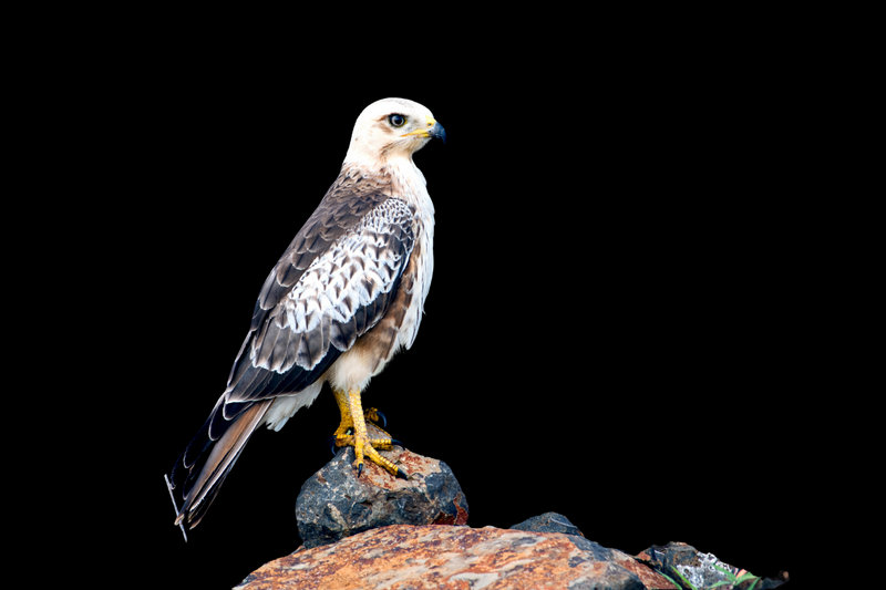 White-eyed Buzzard (Butastur teesa) — Indian subcontinent southeast Asia