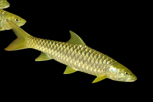 Golden Mahseer (Tor putitora) in the wild