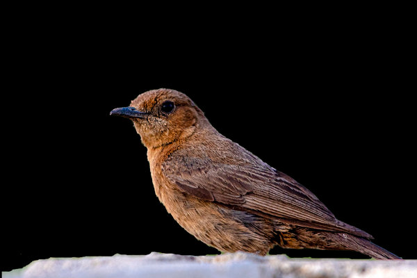 Brown Rock Chat (Oenanthe fusca) in the wild