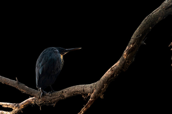 Black Bittern (Ixobrychus flavicollis) in the wild
