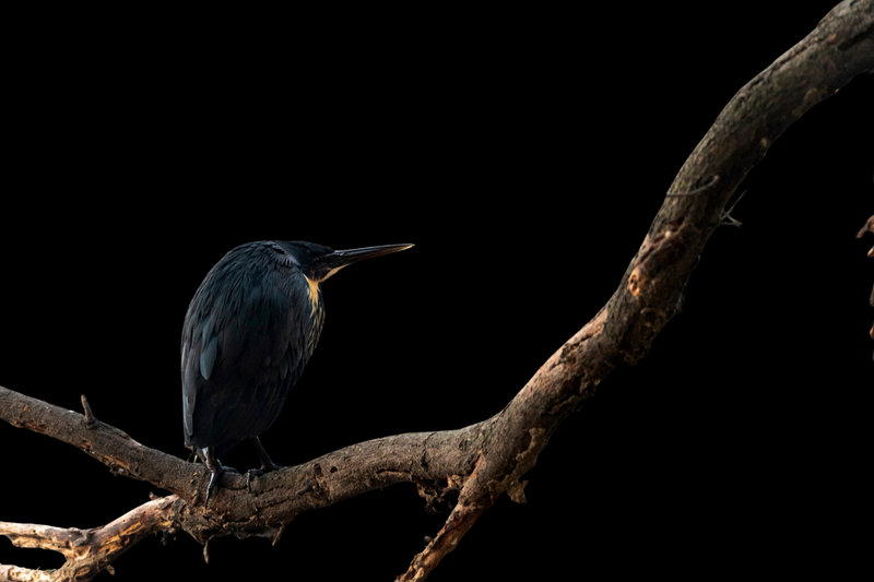 Black Bittern (Ixobrychus flavicollis) — Indian subcontinent southeast Asia