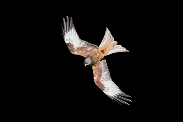 Red Kite (Milvus milvus) in the wild