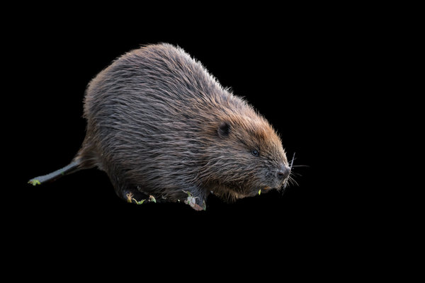 European Beaver (Castor fiber) in the wild