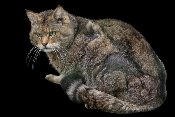 Wildcat (Felis silvestris) in the wild
