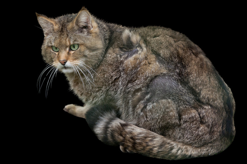 Wildcat (Felis silvestris)