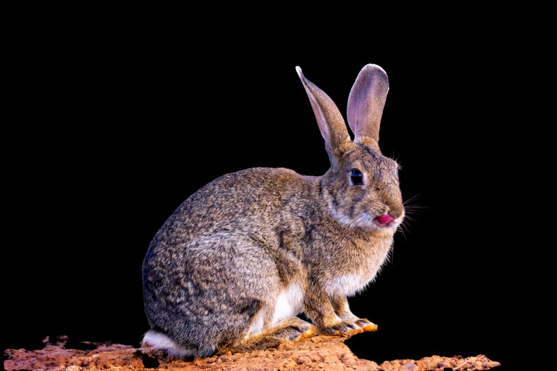 Iberian Hare (Lepus granatensis)