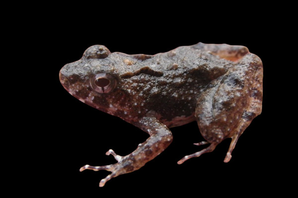 Puddle Frog (Phrynobatrachus spp.) in the wild